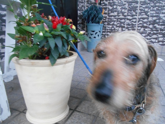 DSCN0888.JPG