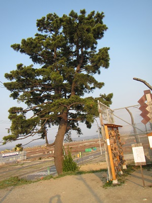 ラン２８神社松.jpg