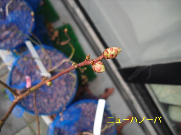 ニューハノーバ