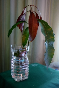 IMG_6628 (200x300).jpg