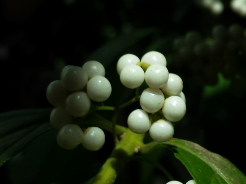 20151012_114924 (500x373).jpg