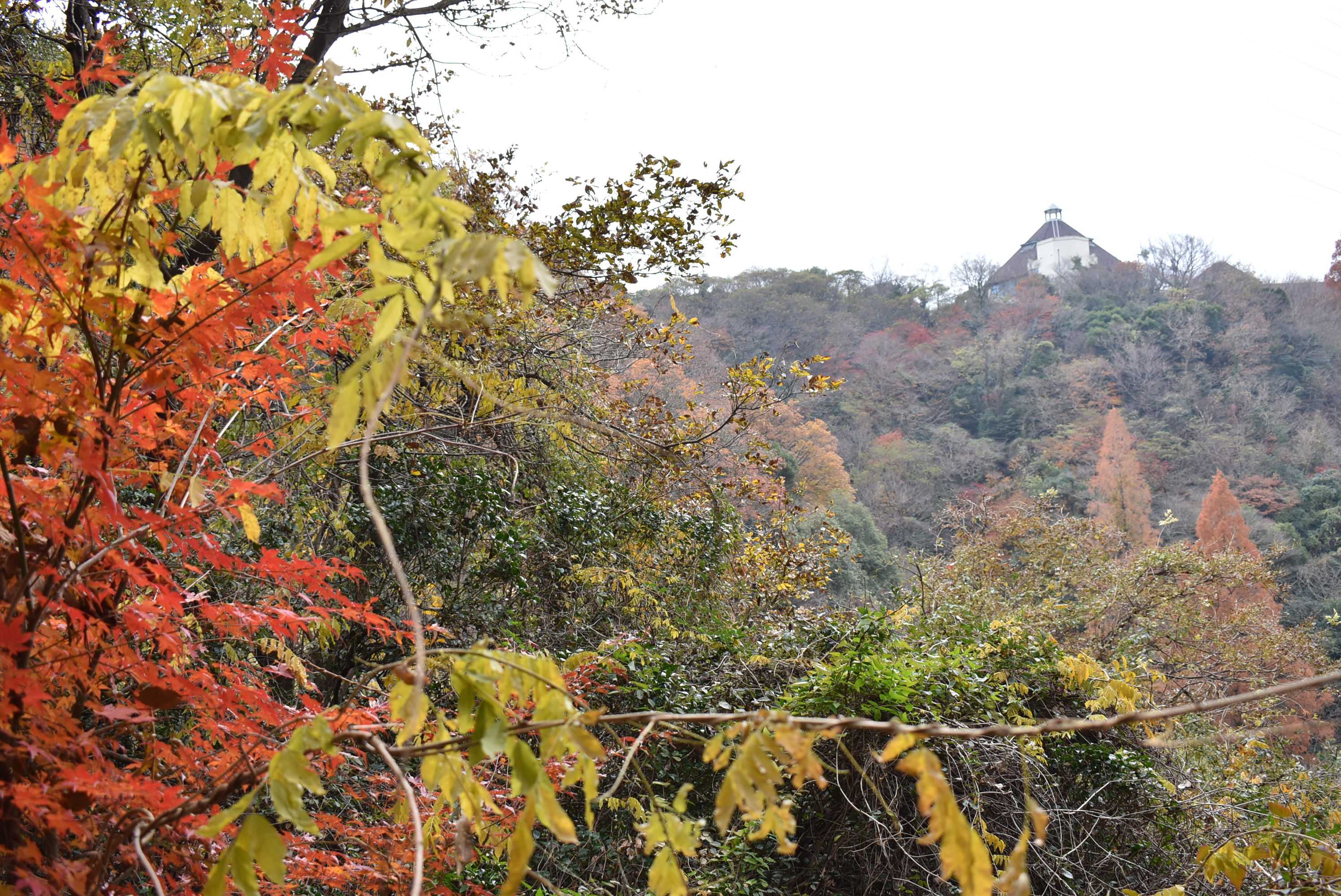 摩耶山に登る。布引ハーブ園。 | ふうせん老人日記 - 楽天ブログ