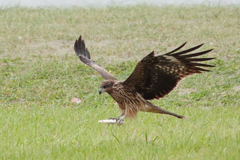 葛西臨海公園 トビ | アウトドア親爺の徒然日記 - 楽天ブログ