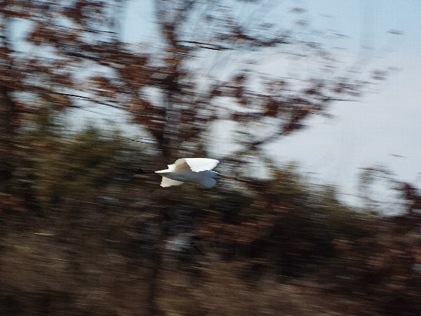 2016-02-18-kohakutyou-122-b.jpg