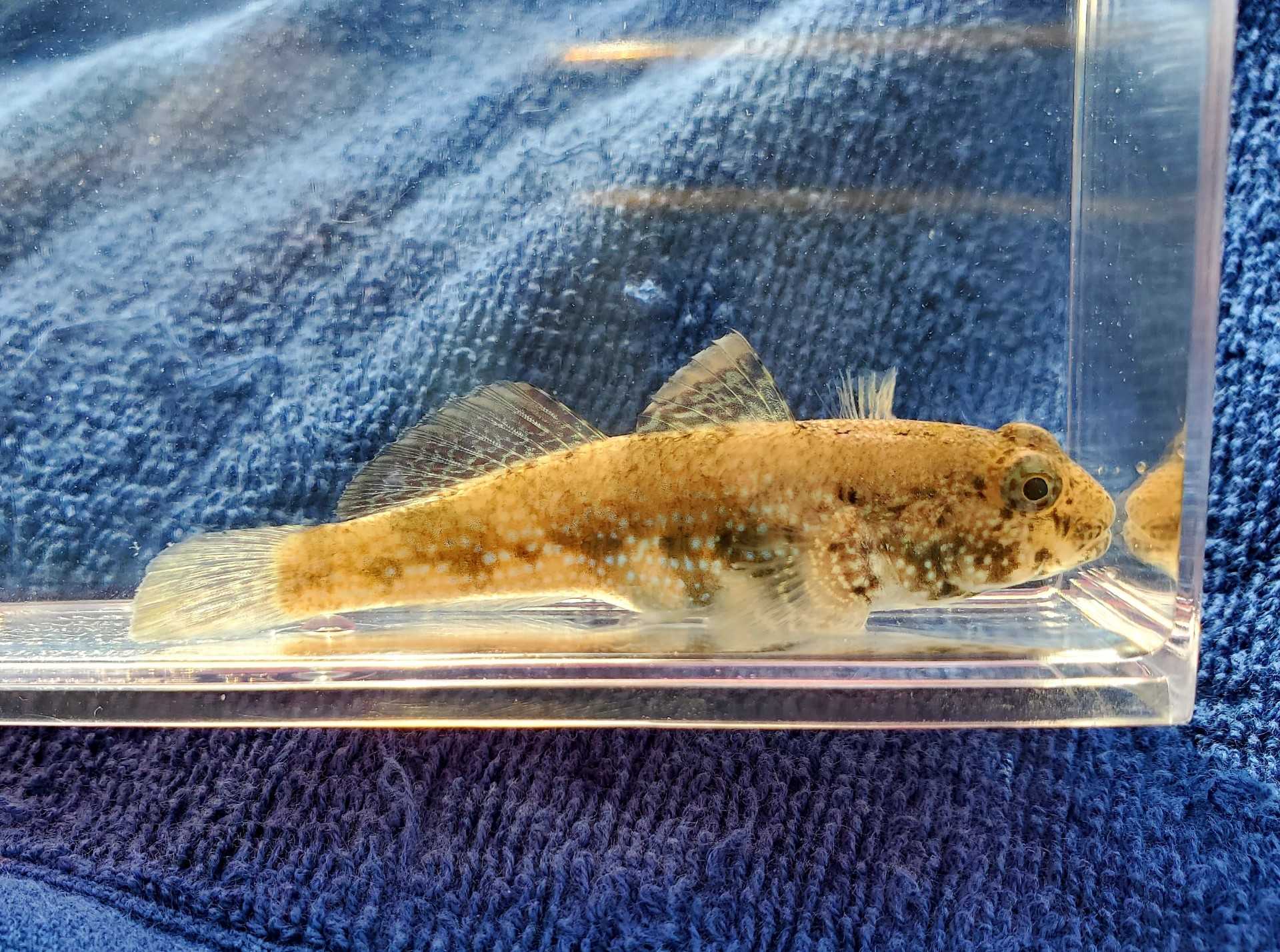 魚採り 魚と日常ブログ 楽天ブログ