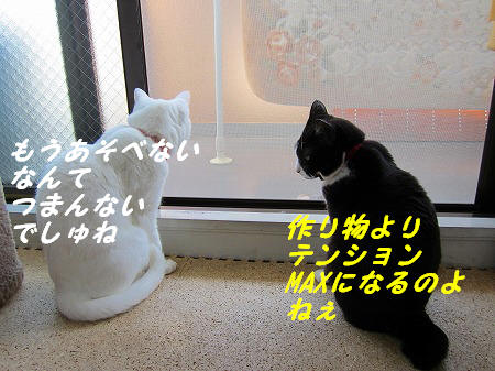 テンションMAXになるのに・・・.jpg