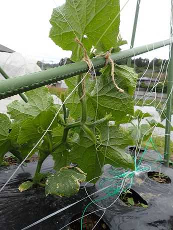 キュウリのわき芽摘み 葉山農園 5月中旬 暇人主婦の家庭菜園 楽天ブログ