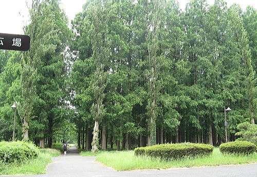 水元公園メタセコイアの森