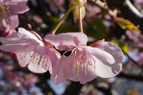 カワヅザクラ（河津桜、バラ科）