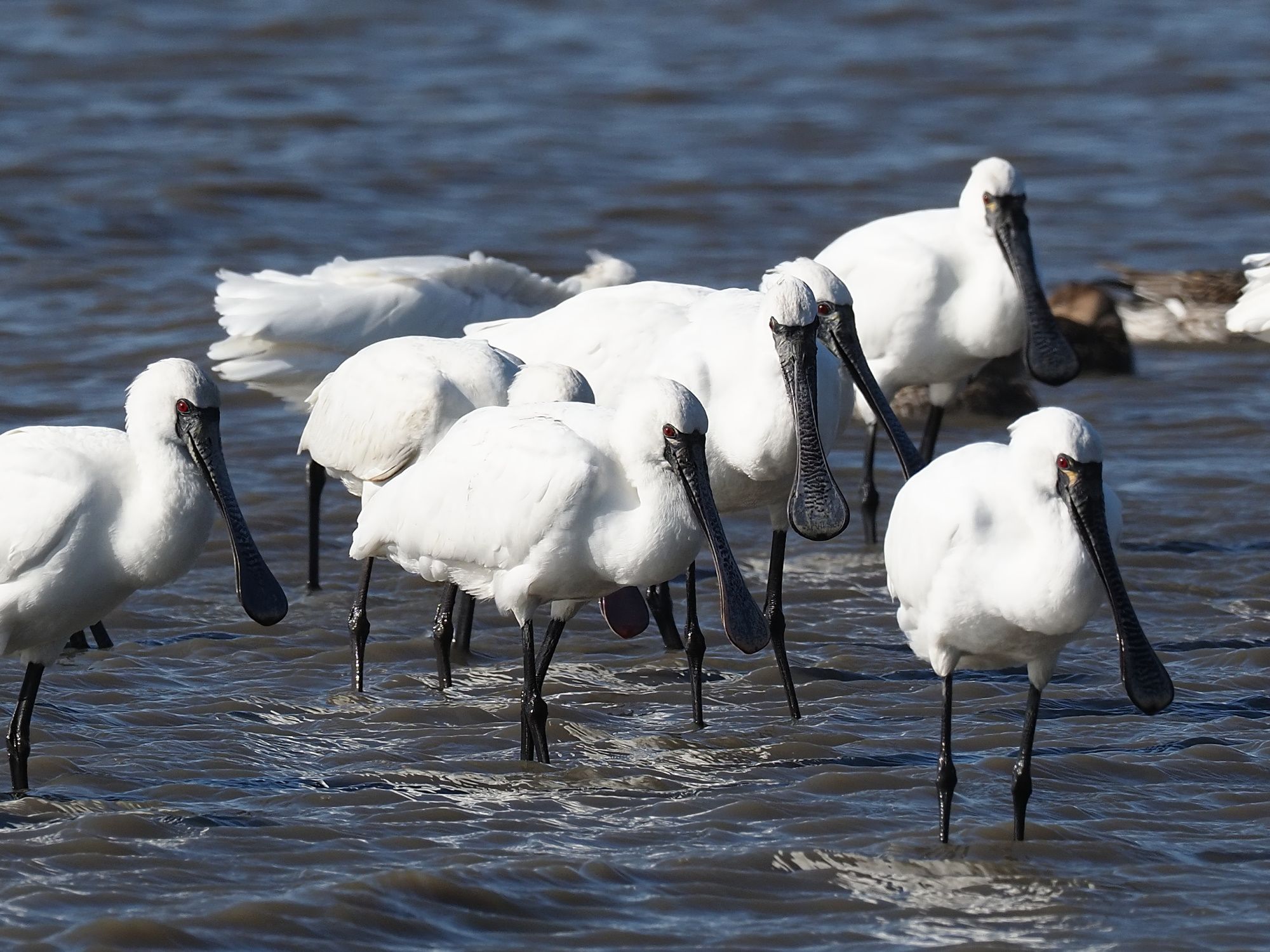 過去の野鳥観察其の八（佐賀県東よか干潟）クロツラヘラサギ | 花鳥風枝 - 楽天ブログ