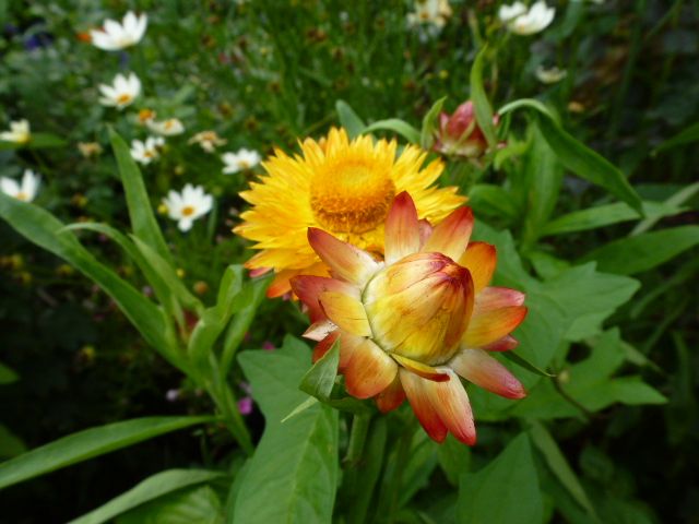 麦藁菊 ムギワラギク バラの花色々 写真あり 私の好きな花 楽天ブログ