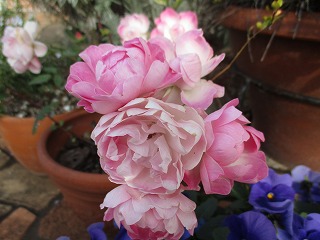 IMG_4630ss.jpg