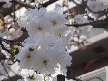 花１１.jpg