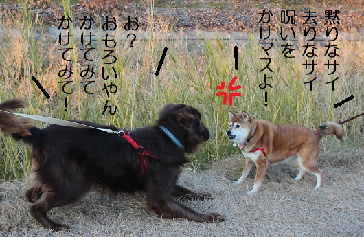 チャコの呪い