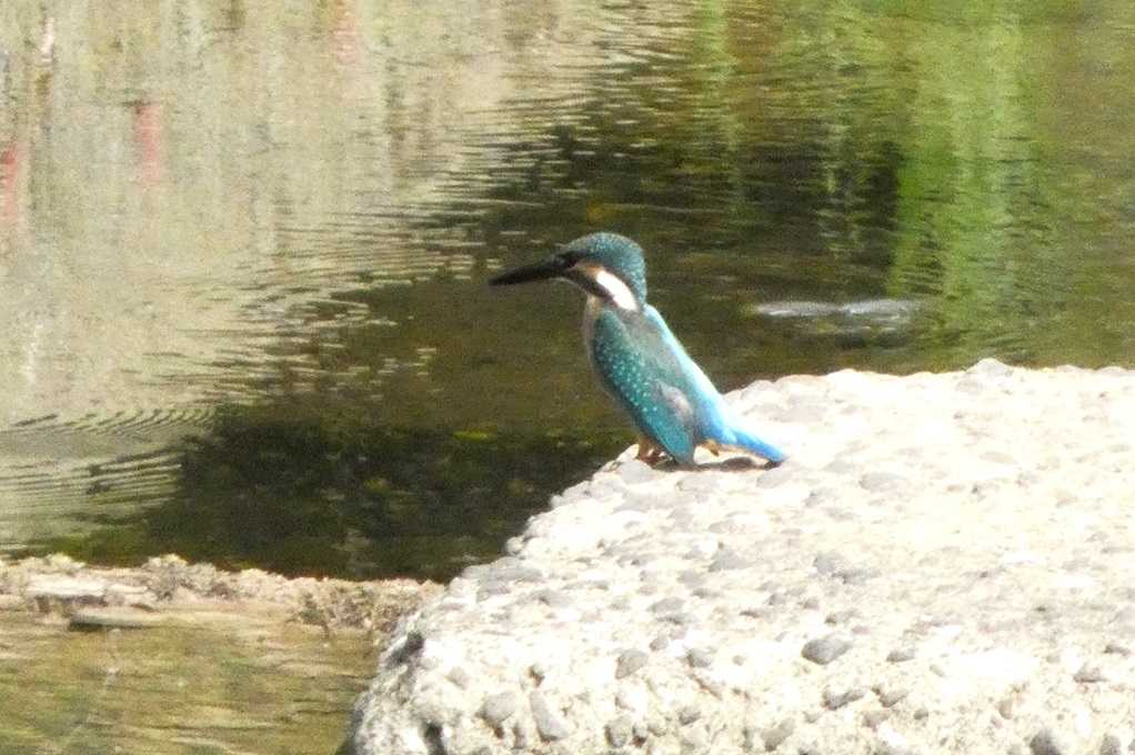 515