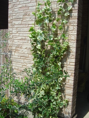 DSC02249.JPG