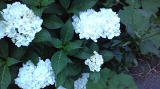 rw_120608_1852330001.jpg