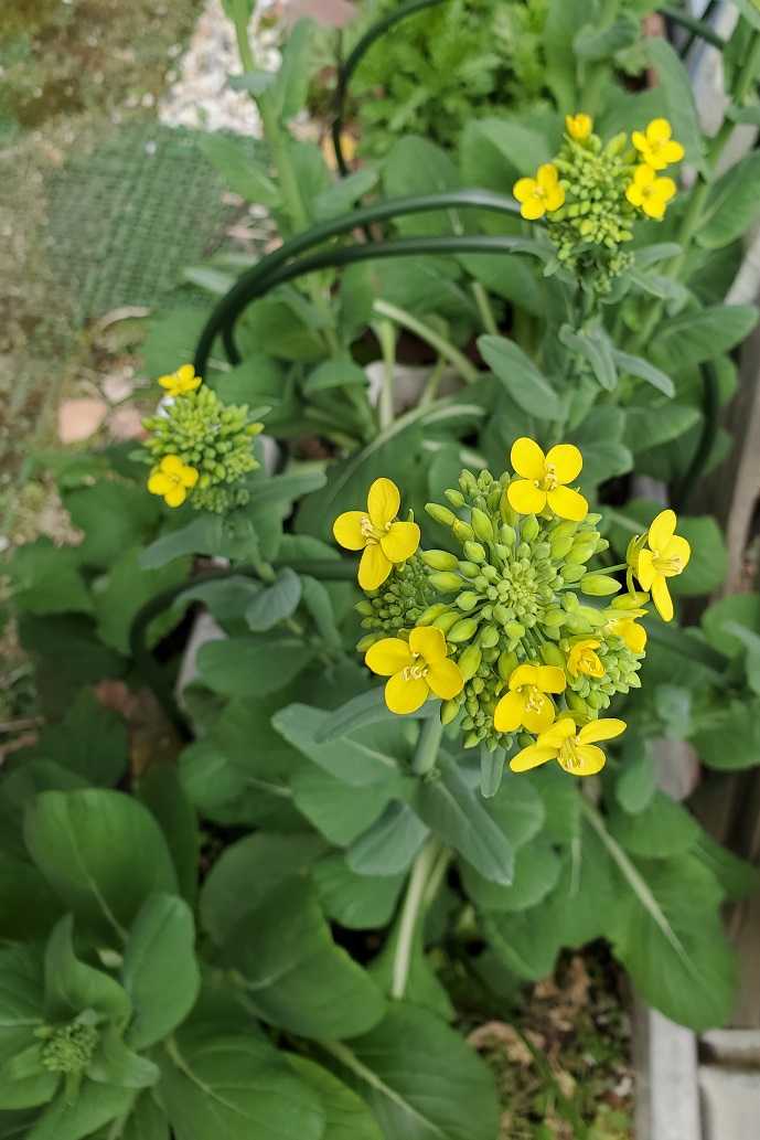 小松菜の花 可愛いけれど リリィのまなざし 楽天ブログ