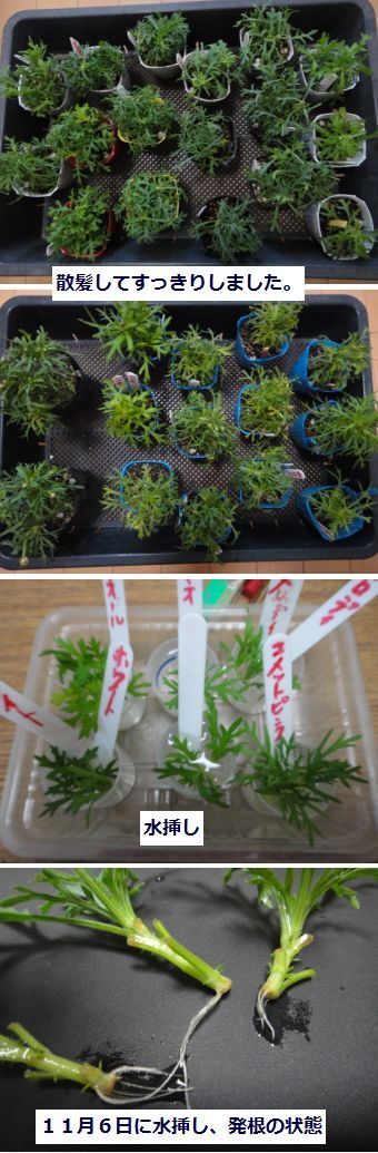 マーガレットのピンチと発根の様子