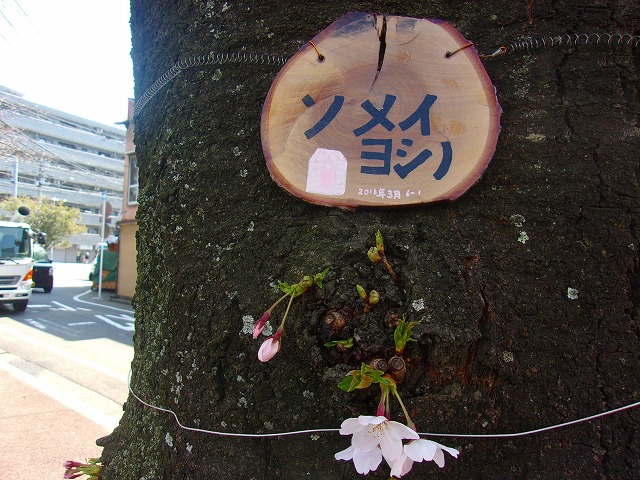 ソメイヨシノ木名.jpg