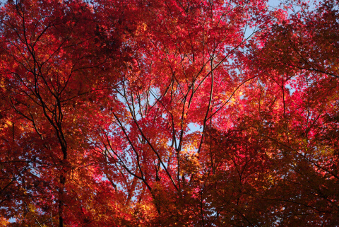 新宿御苑の紅葉