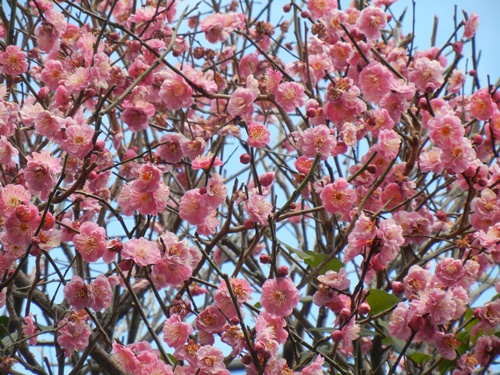 ご近所の梅の花