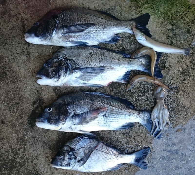 釣果写真