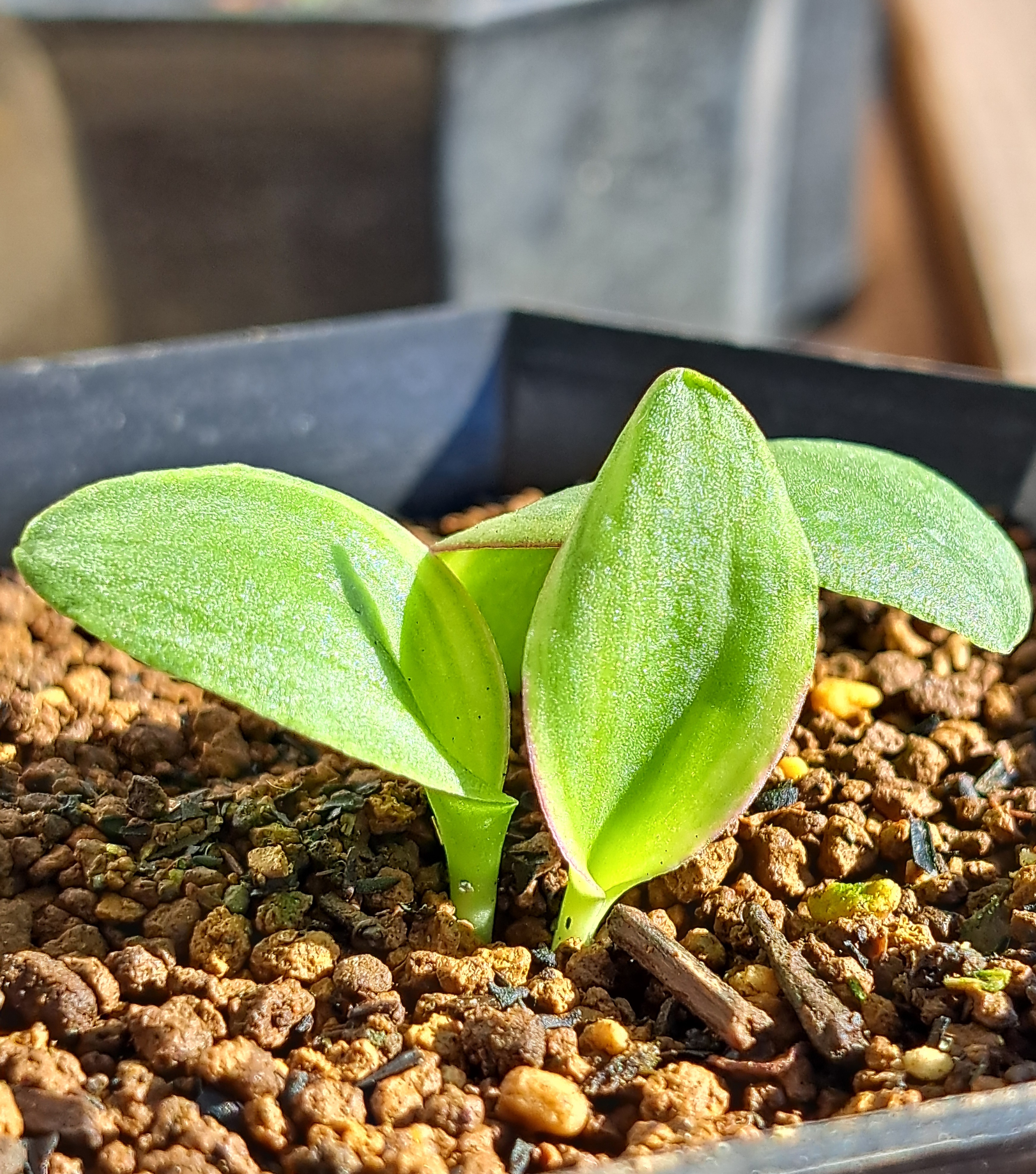 サンセベリア：マッソニアーナ（斑入り） 5号鉢植え22-01 の通販