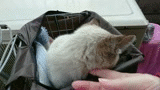 野良猫 自転車カゴ２