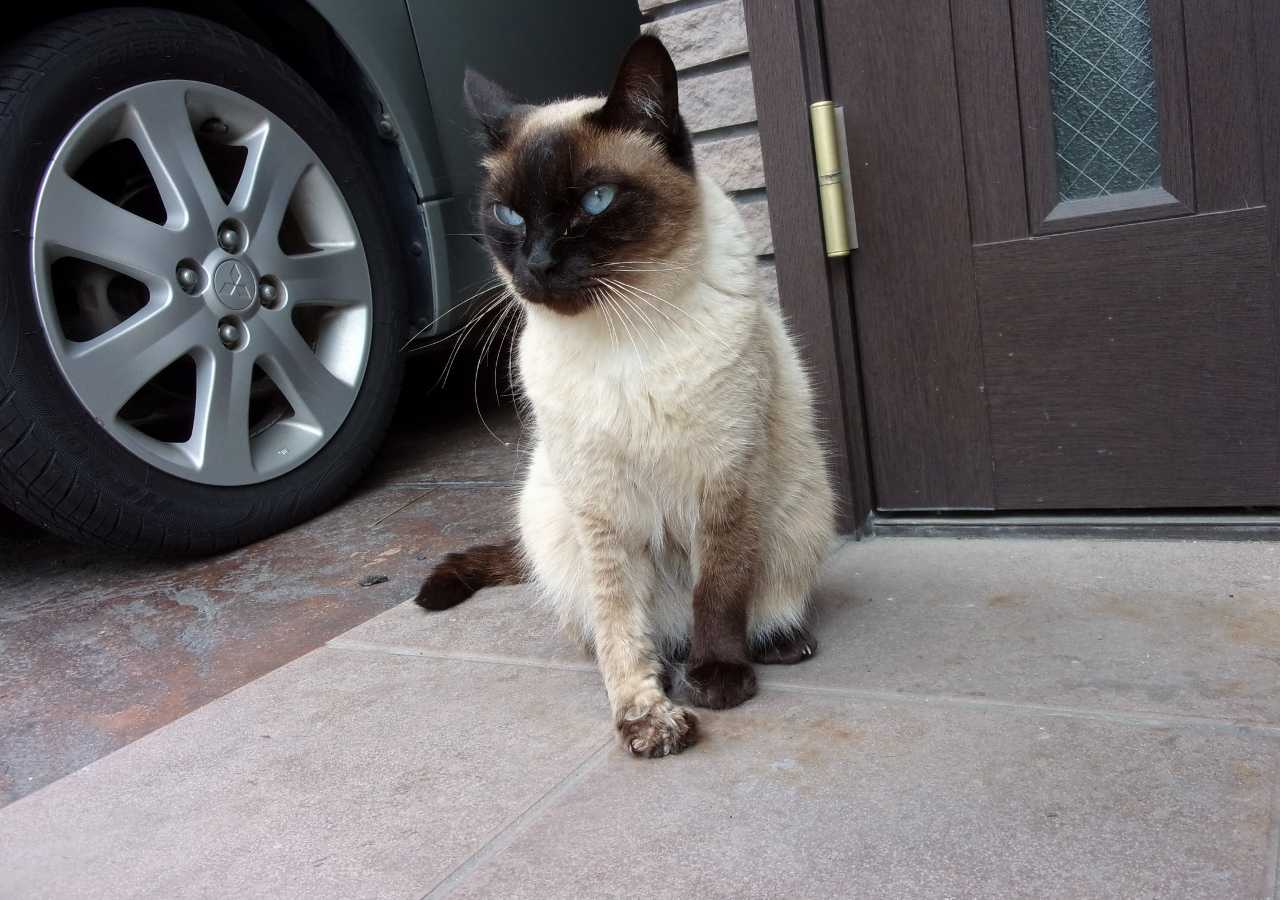 4ページ目の 猫 人さまのネコ 楽天ブログ