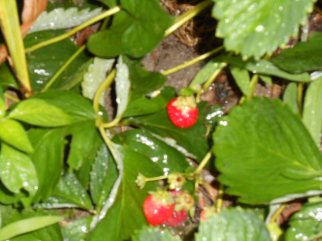 DSCN0391.JPG