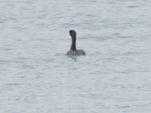 ウミウ（海鵜）