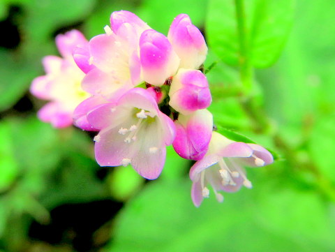 ミゾソバの花