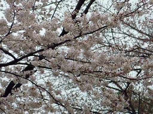 稲荷山の桜.jpg