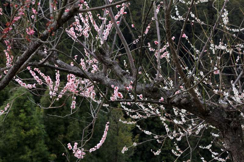 広橋梅林_007.jpg