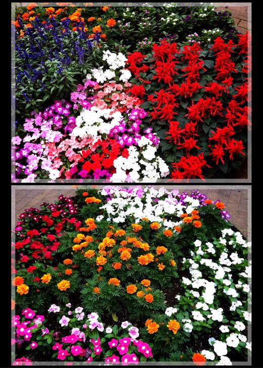 岡村公園の花