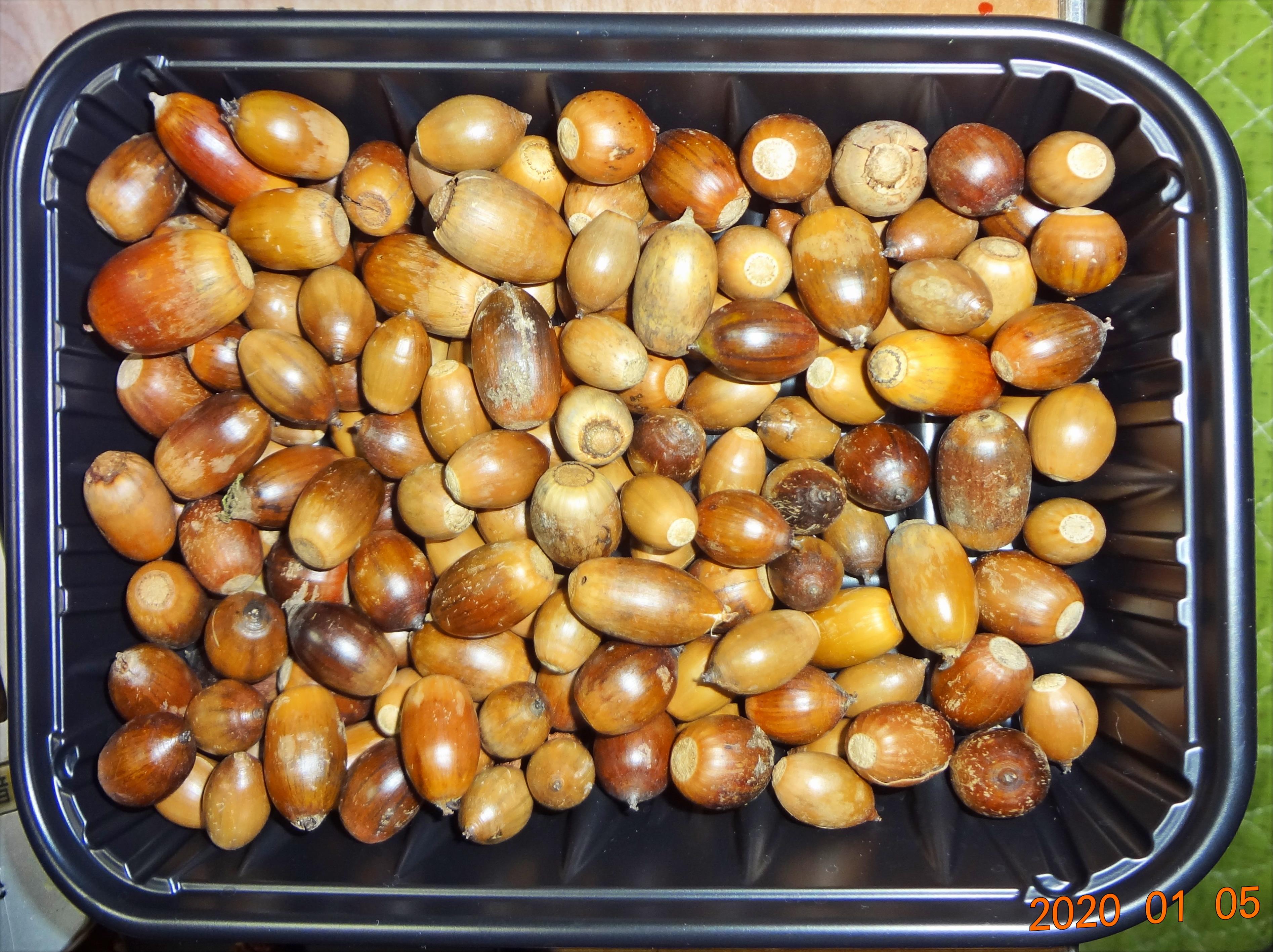 季節外れの「どんぐり」拾い！ | 竹人形&パズルの製作と日々の出来事