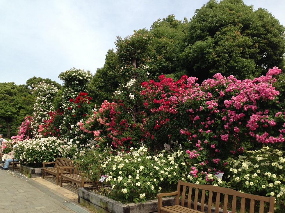 須磨離宮公園ばら１