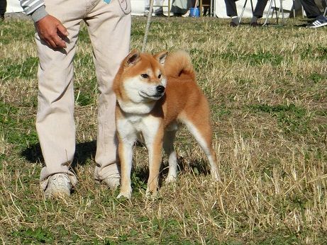 第１１５回全国展 三多摩 小型代表犬決定戦 柴楽日記 楽天ブログ