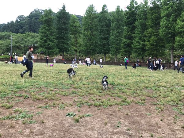 わんダフルネイチャーヴィレッジ あきる野市 に行ってきました 愛犬デカチワワのマロンとのんびりlife 楽天ブログ