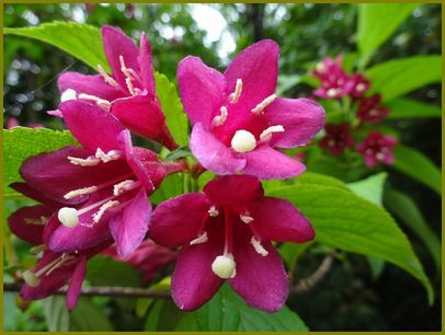 令和２年６月10日 藪空木空の青さが身を焦がす 花の歳時記 天南星の魅力 山野草 楽天ブログ