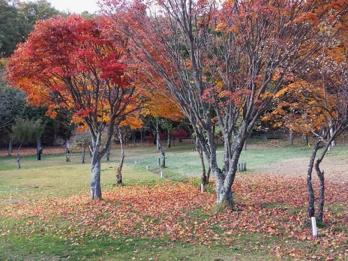20131104_144702 (500x375).jpg