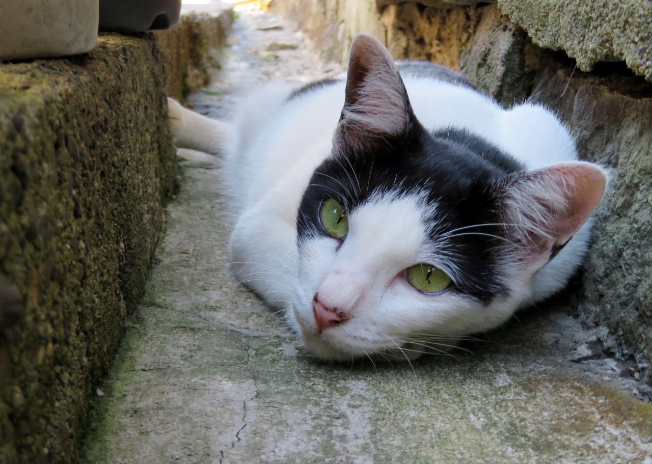 35ページ目の 猫 人さまのネコ 楽天ブログ