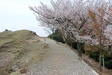20150410若草山の桜.jpg