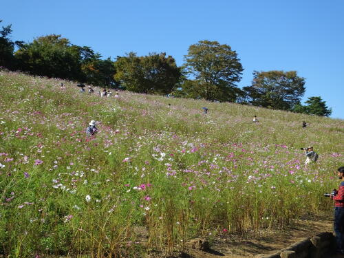 花の丘のコスモス