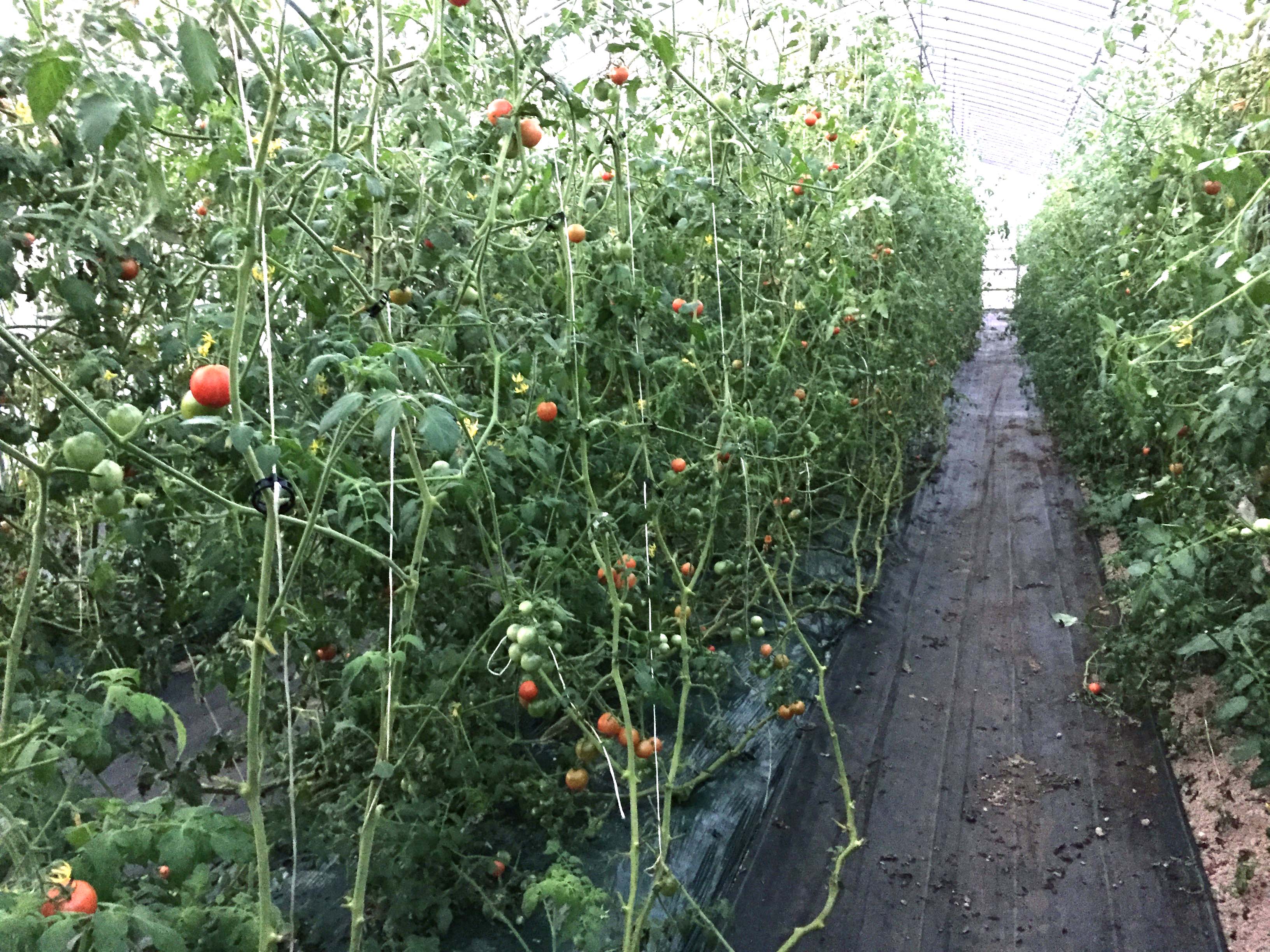 トマト整枝 Kazari3042のブログ 楽天ブログ