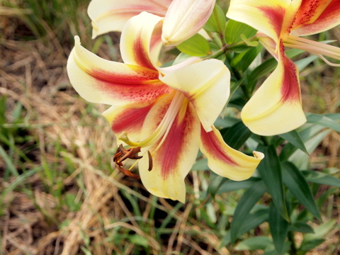 変わった色の花