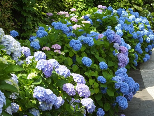 遊歩道の紫陽花