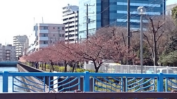 これから楽しみなカワヅサクラ226