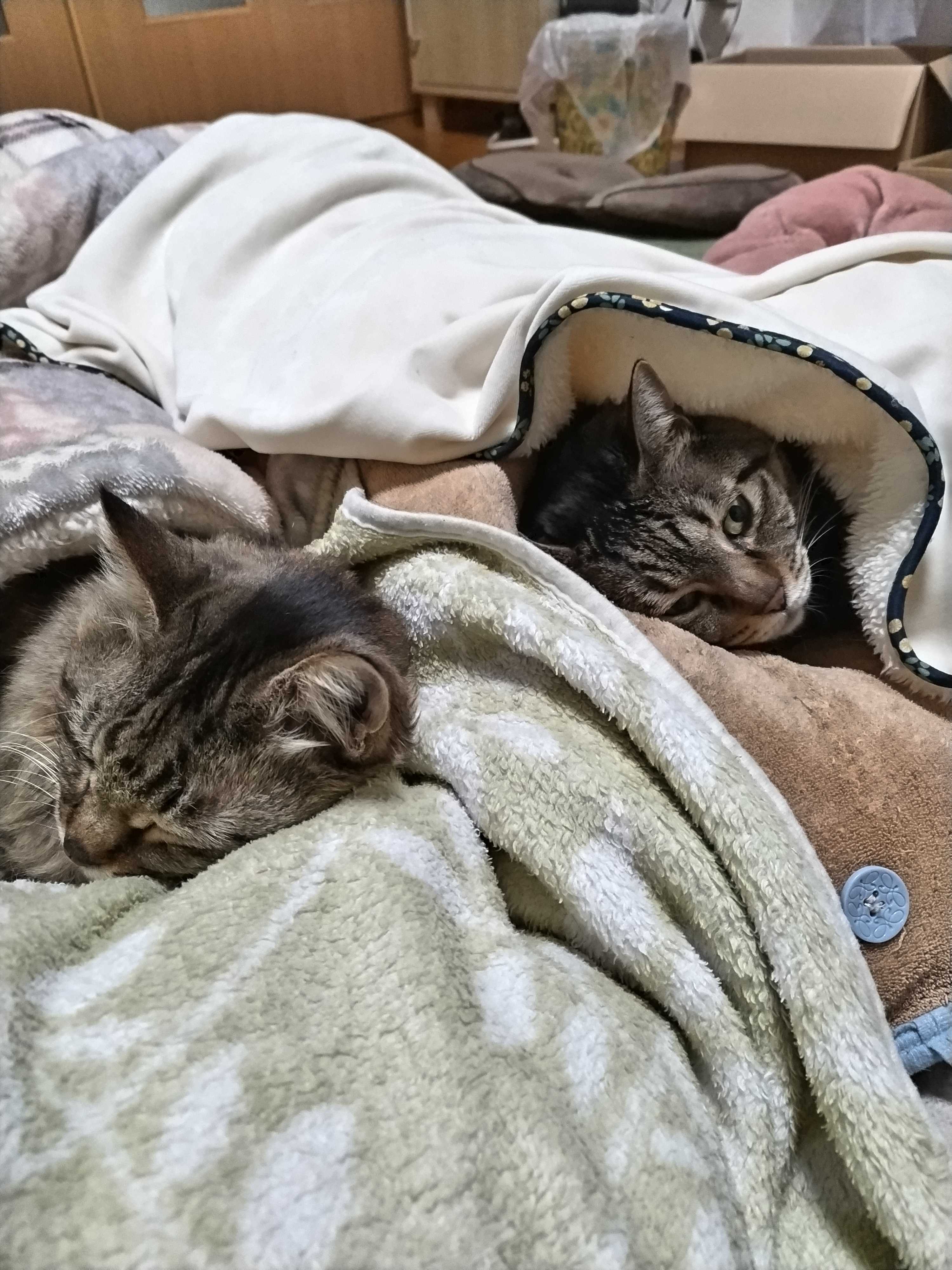 我が家の猫さま 紹介します Cham ネコのつぶやき 楽天ブログ